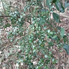 Pittosporum multiflorum by jason_john