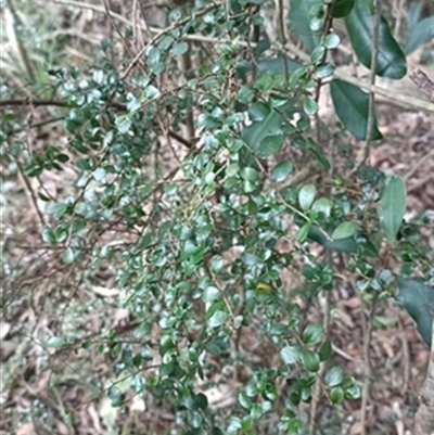 Pittosporum multiflorum at  - suppressed by jason_john