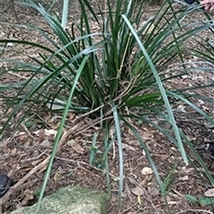 Lomandra longifolia by jason_john