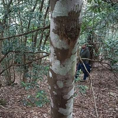 Callicoma serratifolia at  - suppressed by jason_john