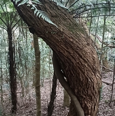 Cryptocarya glaucescens at  - suppressed by jason_john