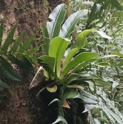 Asplenium australasicum at  - suppressed by jason_john