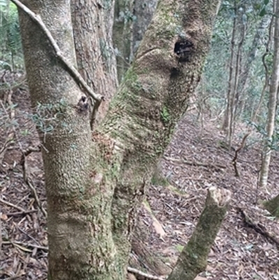 Banksia integrifolia at  - suppressed by jason_john