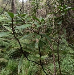 Tasmannia insipida by jason_john