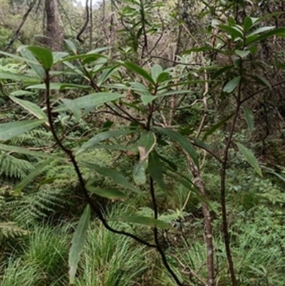Tasmannia insipida at  - suppressed by jason_john