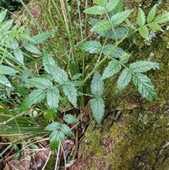 Rubus parvifolius by jason_john