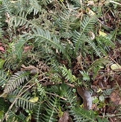 Blechnum neohollandicum by jason_john