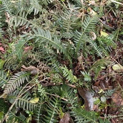 Blechnum neohollandicum at  - suppressed by jason_john