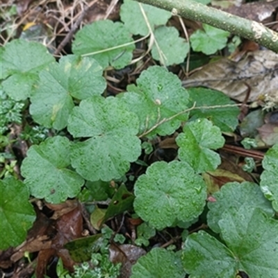 Hydrocotyle pedicellosa at  - suppressed by jason_john