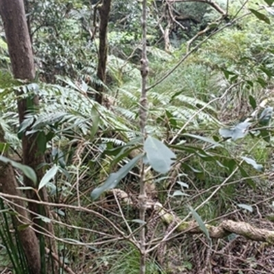 Myrsine variabilis at  - suppressed by jason_john