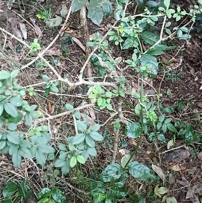 Ligustrum sinense at  - suppressed by jason_john