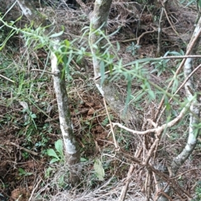 Cassinia (genus) at  - suppressed by jason_john