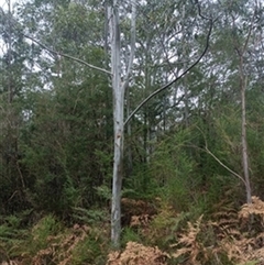 Eucalyptus saligna by jason_john