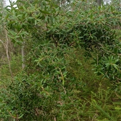 Leptospermum scoparium at  - suppressed by jason_john