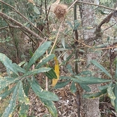 Banksia (genus) by jason_john