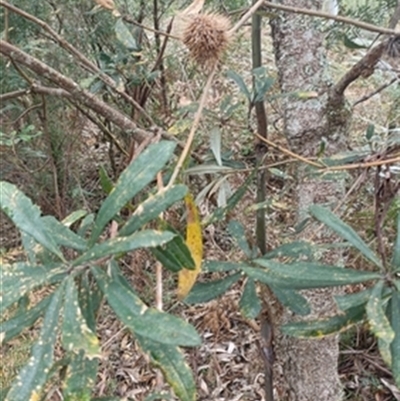 Banksia (genus) at  - suppressed by jason_john
