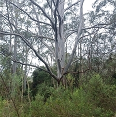 Eucalyptus globulus by jason_john