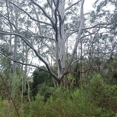 Eucalyptus globulus at  - suppressed by jason_john