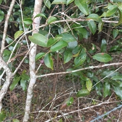 Syzygium australe at  - suppressed by jason_john