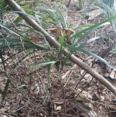 Dianella (genus) by jason_john