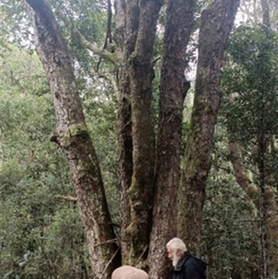 Nothofagus moorei at  - suppressed by jason_john