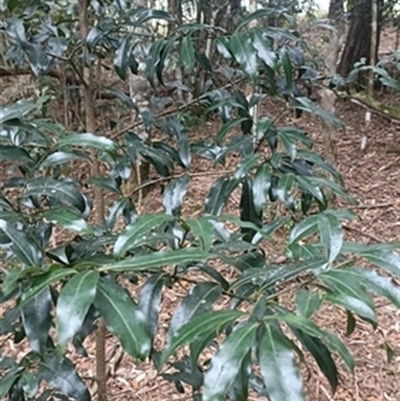 Cinnamomum oliveri at  - suppressed by jason_john