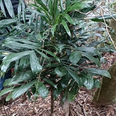 Linospadix monostachyos at  - suppressed by jason_john