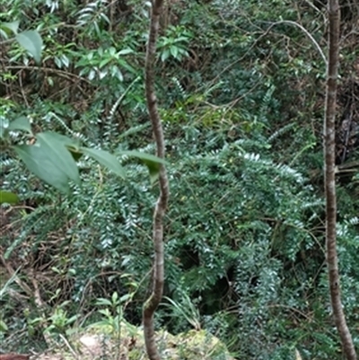 Ligustrum sinense at  - suppressed by jason_john