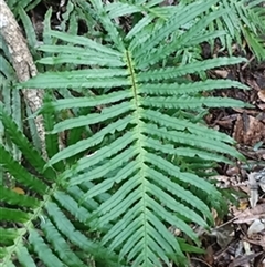 Blechnum nudum by jason_john