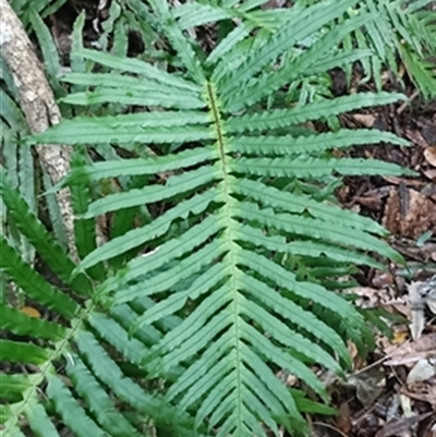 Blechnum nudum at  - suppressed by jason_john