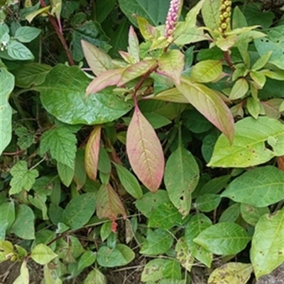 Phytolacca octandra at  - suppressed by jason_john