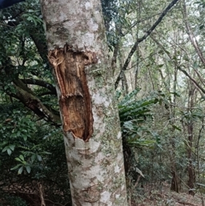 Polyscias murrayi at  - suppressed by jason_john