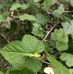Rubus sp. by jason_john