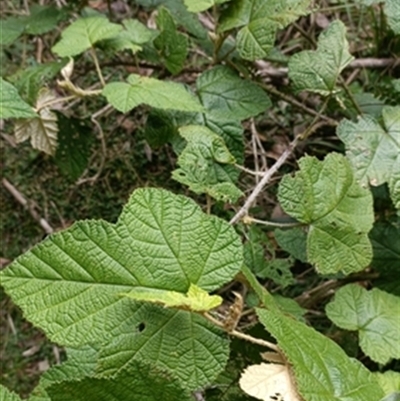 Rubus sp. at  - suppressed by jason_john