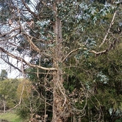 Eucalyptus (genus) by jason_john