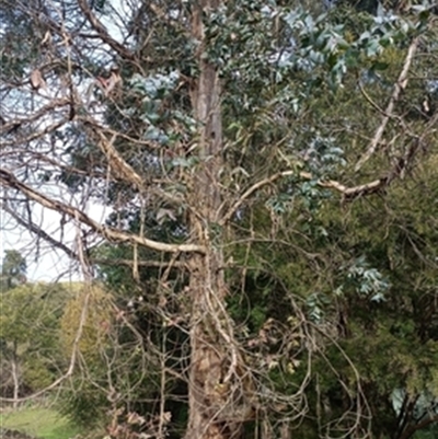 Eucalyptus (genus) at  - suppressed by jason_john
