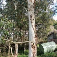Eucalyptus saligna by jason_john