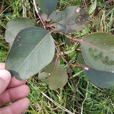 Corymbia polysciada at  - suppressed by jason_john