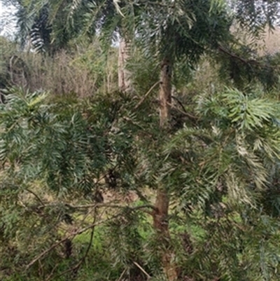 Grevillea robusta at  - suppressed by jason_john
