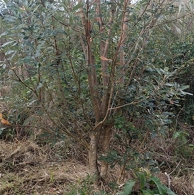 Banksia (genus) at  - suppressed by jason_john