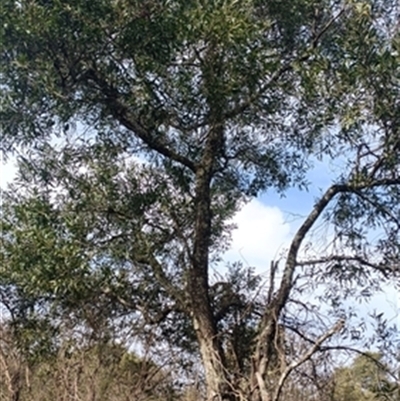 Acacia melanoxylon at  - suppressed by jason_john