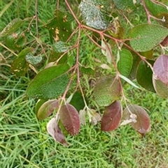 Eucalyptus (genus) by jason_john
