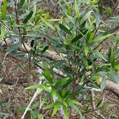 Persoonia (genus) by jason_john