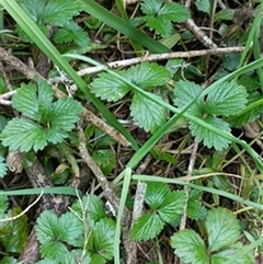 Potentilla indica by jason_john