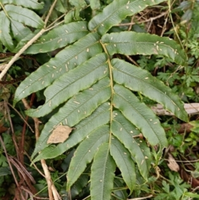 Blechnum wattsii at  - suppressed by jason_john
