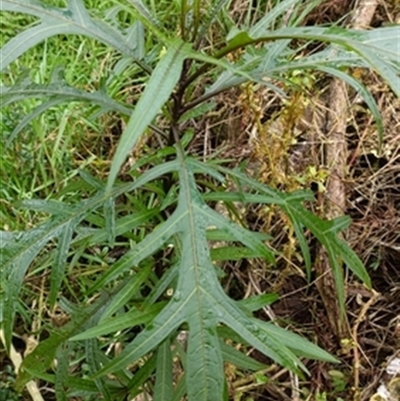 Solanum aviculare at  - suppressed by jason_john
