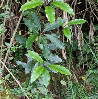 Pittosporum undulatum at  - suppressed by jason_john