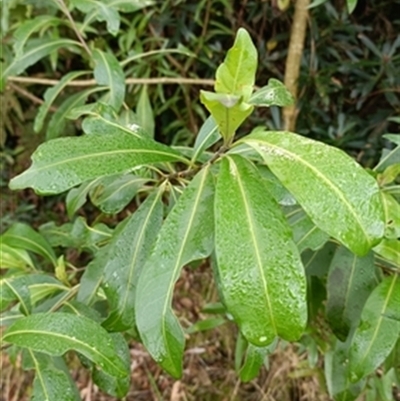 Duboisia myoporoides at  - suppressed by jason_john