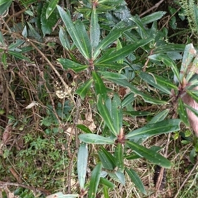 Tasmannia insipida at  - suppressed by jason_john
