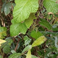 Rubus moluccanus by jason_john
